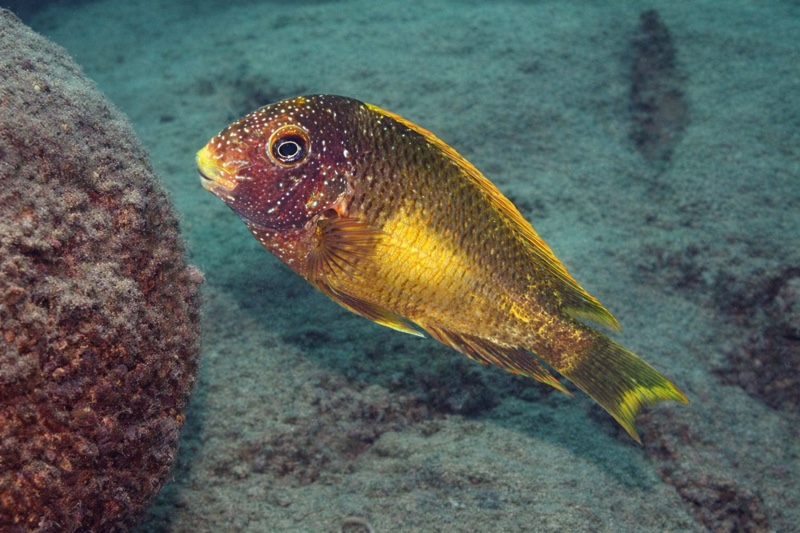 Tropheus moorii 'Isanga Bay' Kushangaza